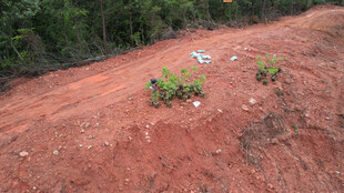 红土地上的零星绿植