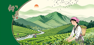 茶园中采茶女采茶姑娘