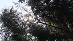 茂密树林中的葱郁树木