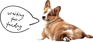 趴着的柯基祝周五快乐