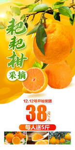 耙耙柑采摘橘子丑橘水果海报