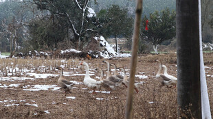 雪地中栖息的一群白色飞鸟