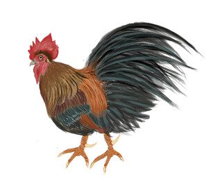 雄姿英发的彩色公鸡