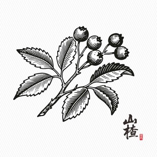 手绘山楂枝叶图