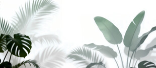 雾气磨砂膜效果绿植贴图