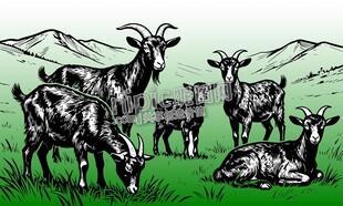 山羊羊群草原牧场