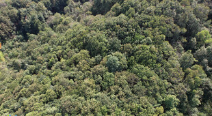 俯瞰茂密翠绿山林