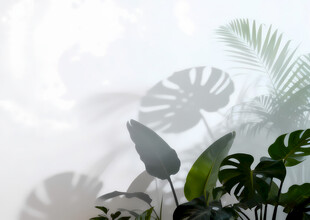 雾气磨砂膜效果绿植贴图