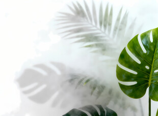 雾气磨砂膜效果绿植贴图