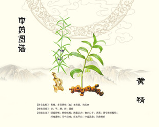 中药材黄精植株展示