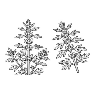 益母草 线稿矢量图