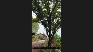 户外绿树自然清新景致板栗树