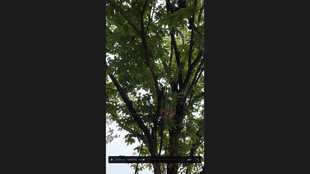 透过窗户看葱郁树木板栗树