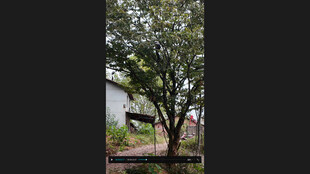 庭院中的茂盛板栗树木