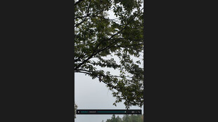 枝头积雪的树木景观打板栗