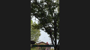 绿树掩映下的建筑一角打板栗