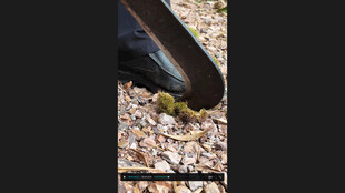 板栗地面缝隙中的绿植板栗