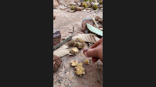 手触地上落叶板栗