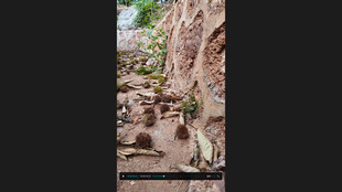 古老岩壁旁的神秘景象板栗群