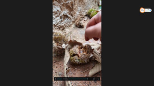 手触奇特海洋贝壳标本板栗