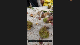 地面上的多样绿植板栗