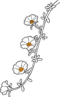 手绘白色花朵藤蔓图案 矢量图