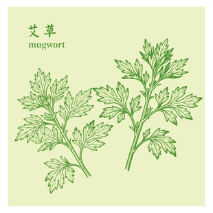 手绘清新艾草中药材草本植物图案