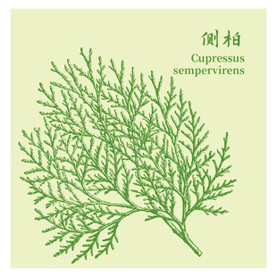 侧柏枝叶图中药材植物