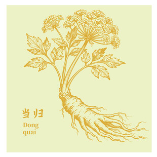当归中药材草本植物插画