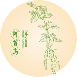 何首乌中药材草本植物插画图