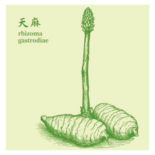天麻手绘中药材草本植物插画