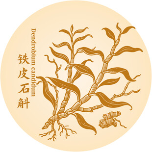 铁皮石斛植物插画展示