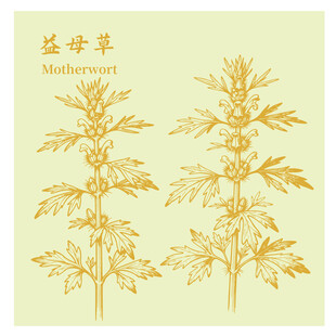益母草中药材草本植物插画