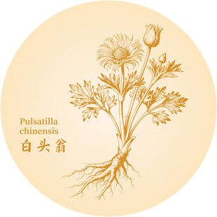 白头翁中药材草本植物手绘