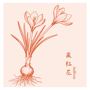 手绘藏红花中药材草本植物插画