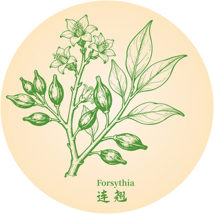 手绘连翘中药材植物图案