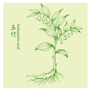 手绘玉竹中药材植物图