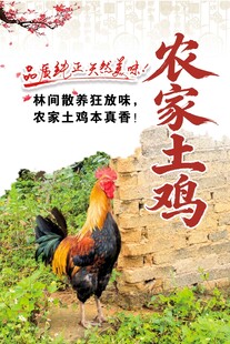 农家土鸡