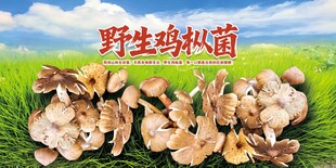 野生菌鸡枞