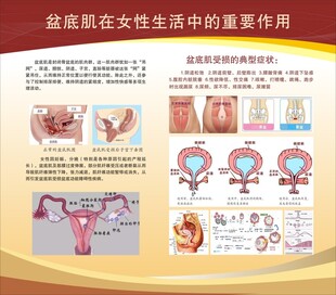 盆底肌在女性生活中的重要作用 