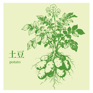 手绘土豆植株图