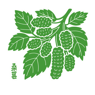 手绘桑葚枝叶图