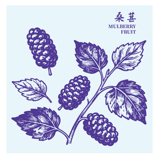 手绘桑葚枝叶图