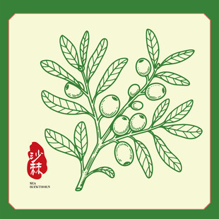 手绘沙棘果包装手绘插画