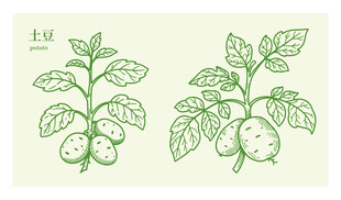 手绘土豆植株插画