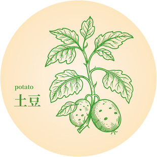 手绘土豆植株插画