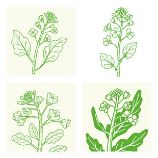 油菜菜籽油植物油食用油包装