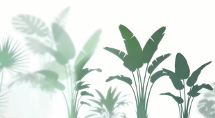 雾气磨砂膜效果绿植贴图