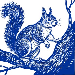 松鼠