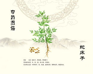 中药蛇床子展示图